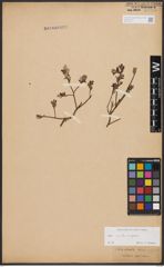 Foto von Salix aurita L. x Salix repens L.